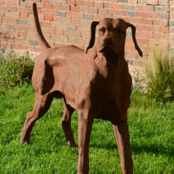 Chien de Rhodésie debout - vue de face