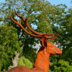 Cerf détail de la tête - tête droite