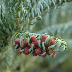 Abies koreana ‘Silberlocke’