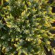 Juniperus squamata 'Gold Tip'