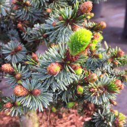 Picea omorika (ou obovata) 'De Ruyter'