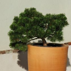 Pinus mugo 'March'