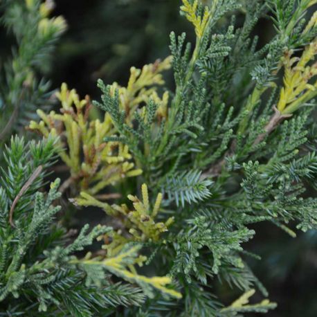 Juniperus chinensis 'Expansa Aureospicata'