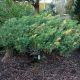 Juniperus chinensis 'Expansa Aureospicata'
