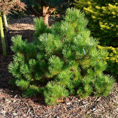 Pinus densiflora 'Low Glow'