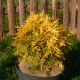 Thuja occidentalis 'Amber Glow'