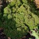 Thuja occidentalis 'Tiny Tim'