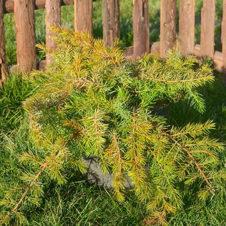 Juniperus conferta 'All Gold'