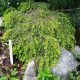 Tsuga canadensis 'Cole's prostrate'