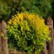 Thuja occidentalis 'Amber Glow'