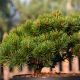 Pinus mugo 'March'