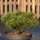 Pinus mugo 'Kladská'