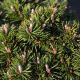 Pinus mugo 'Kladská'