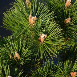Pinus thunbergii 'Maijima'