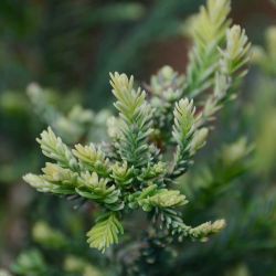 Sequoia sempervirens 'Adpressa'