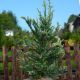 Sequoia sempervirens 'Adpressa'