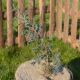 juniperus phoenicea