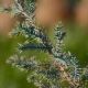 juniperus phoenicea