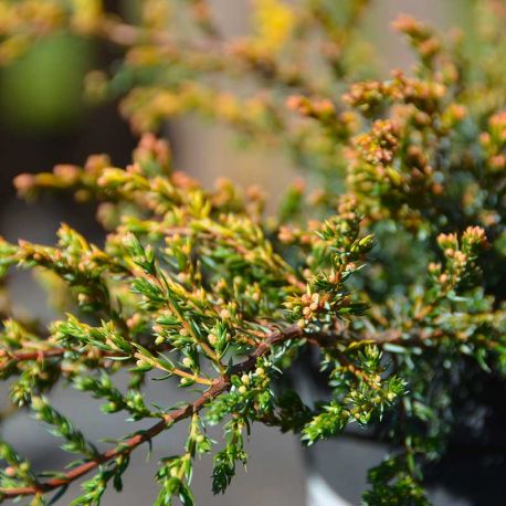 Juniperus communis 'Gold Schatz'