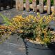 Juniperus communis 'Gold Schatz'