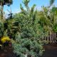 Pinus parviflora 'Floppy Joe'
