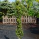Taxus baccata 'Green Column'
