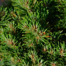 Pinus mugo 'Leucolike'