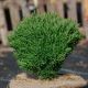 Thuja occidentalis 'Tiny Tim'