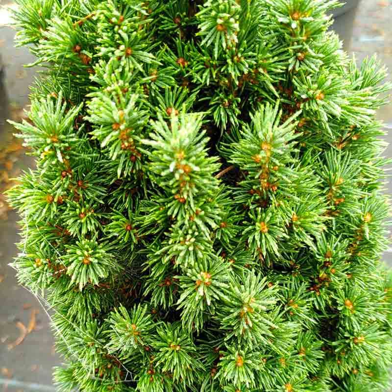 Picea Glauca Lilliput Pepiniere Des Laurains
