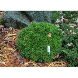 Chamaecyparis lawsoniana ‘Green Globe’