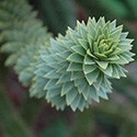 Araucaria