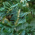 Cephalotaxus