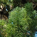 Cryptomeria