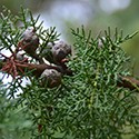 Cupressus