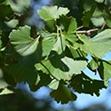 Ginkgo Biloba