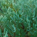 Juniperus