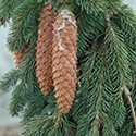 Picea