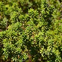 Podocarpus