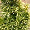 Taxus